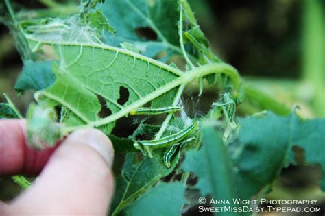 We harvested about 2 zucchini's off of each plant and they both had plenty of new blossoms. What's eating my Zucchini leaves?! - UPDATED: Cabbage ...