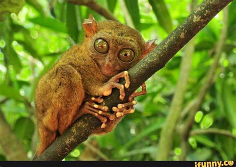 Tarsier Memes Best Collection Of Funny Tarsier Pictures On Ifunny