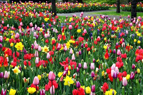 Imagen Gratis Tulipanes De Colores Campo De Flores Parque Jardín
