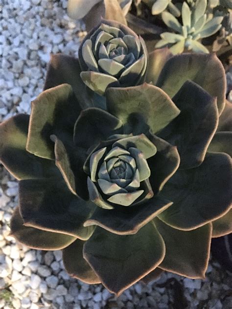 We did not find results for: Echeveria 'Blue Metal' with flower pups. | Echeveria ...