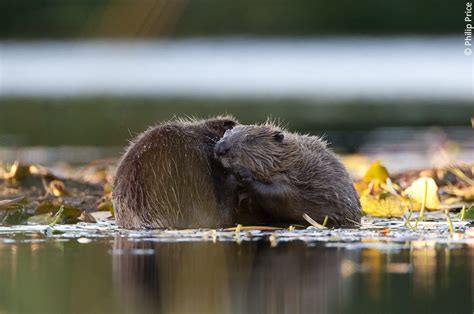 Beavers Back For Good Partners Welcome Return Of The Eurasian Beaver