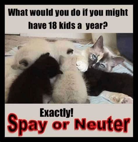 What Would You Do If You Might Have 18 Kids A Year Exactly Spay Or