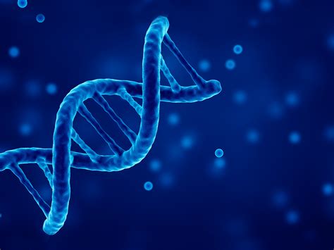 The job of the mrna is to carry the gene's message from the dna out of the nucleus to a ribosome for production of the particular protein that this gene. DNA Transcription