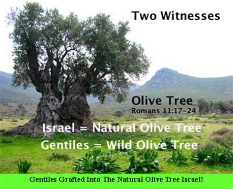 The Wild Olive Tree The Gentiles Welcome To The Hope Of Israel