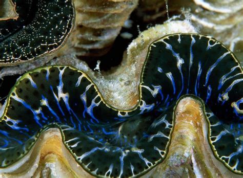 Gambar mewarna archives page 5 of 9 pendidikan abad ke 21 di ambil dari website berikut. Bila gambar bersuara: Jalinan (rekacorak) menarik di alam ...