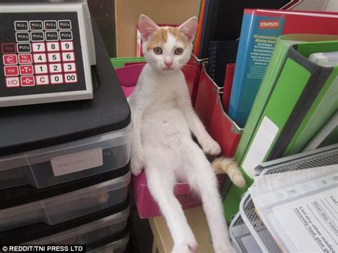 Femail Share Pictures Of Cats Sitting In Weird Positions Daily Mail