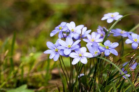 Premium Photo The Small Blue Spring Flowers Appearing At The