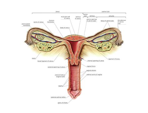 Female Genital System Photograph By Asklepios Medical Atlas