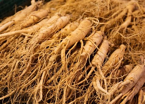 Ginseng Root Benefits Improves Sexual Capabilities