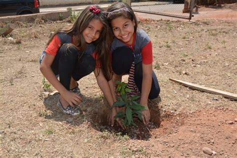 Espécies do cerrado e árvores frutífera são plantadas em escola