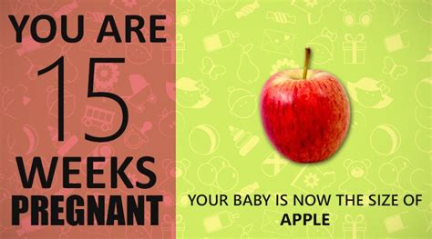 15 Weeks Pregnant Guide Know All About The Parental Care Baby360