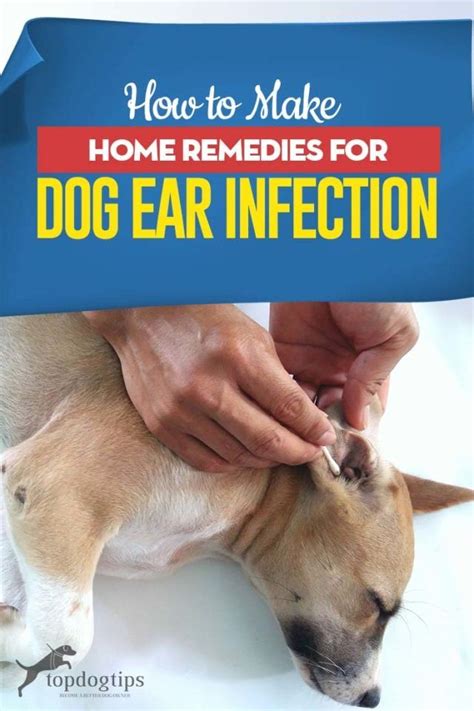 How To Make Home Remedies For Dog Ear Infection Dogs Ears Infection