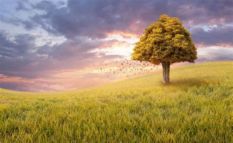 Lone Tree On A Golden Rice Field Stock Image Image Of Bright Field