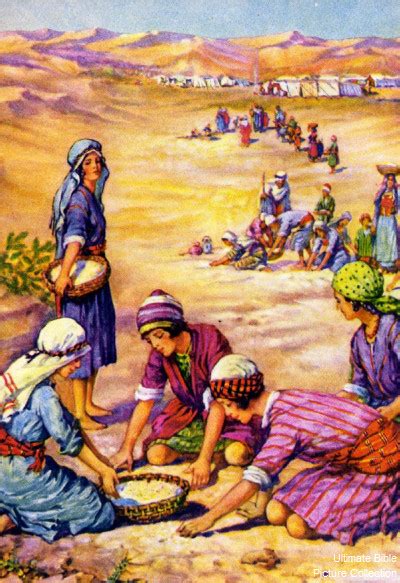 Exodus 16 Bible Pictures Israelites Gathering Manna