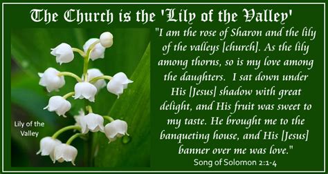 Sunday Worship Hymns 2 17 19 Lily Of Valley Jesus Our Blessed Hope
