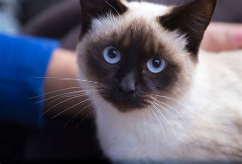 10 Types Of Siamese Cat Breeds That Cuddly Cat