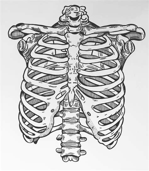 #PenDrawing #Ribcage #1 #Skeleton | Skeleton drawings, Anatomy art, Skeleton art