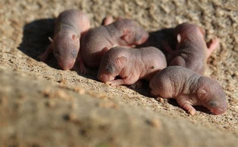 Field mouse pictures, field mouse vs house mouse, field mouse crossword, field mouse images, field mouse facts, field mouse diet, field mouse baby, field mouse habitat, field mouse nest Field Mouse Facts - Field Wallpaper HD 2018