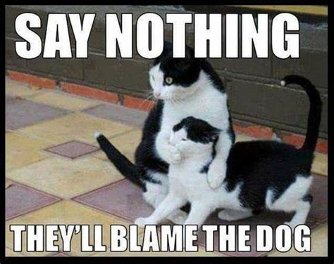 30 Really Hilarious Cat Pics Quotes And Humor