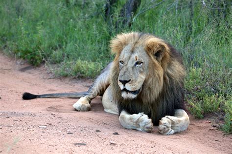 Safari means 'journey' or 'long trip' in swahili, thus, let us the list of african animals is very long and in this animalsake article i have tried to cover as many animals possible. Top 10 victories for all animals in 2016 · A Humane Nation