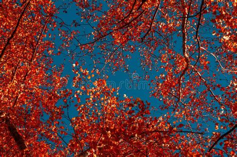 Red Autumn Foliage Of Trees On A Background Stock Photo Image Of