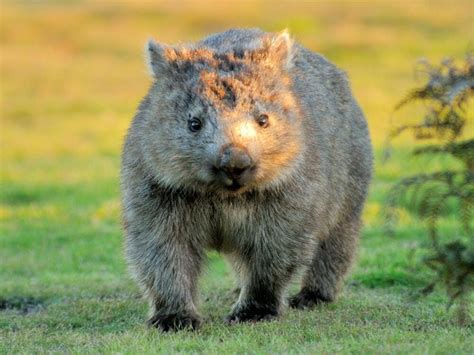 Adorable Baby Wombat Adopted By Australian Reptile Park After Her