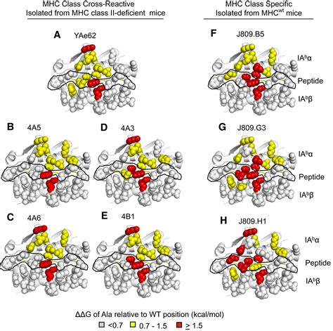 A Role For Differential Variable Gene Pairing In Creating T Cell