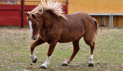 11 Stunning French Horse Breeds Helpful Horse Hints