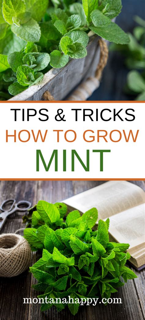 How To Grow Mint In Your Garden Growing Mint Mint Garden Growing
