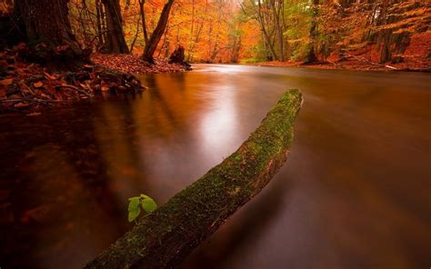 Nature Landscape Fall River Forest Leaves Moss Trees Wallpapers