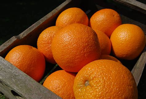 Oranges Large Each D J Hunt Fruit And Vegetables