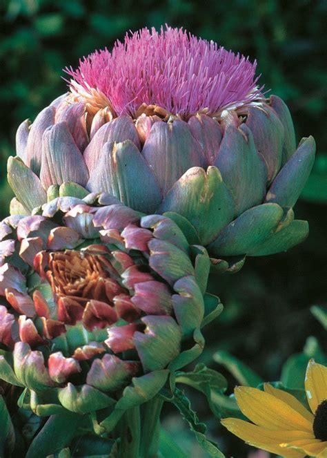 How To Grow And Care For Artichokes Artofit