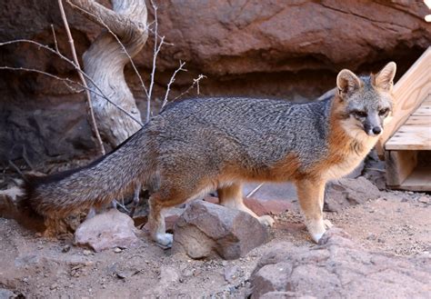 Gray Fox Urocyon Cinereoargenteus Zoochat