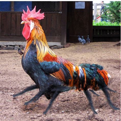How do we determine which breeds to recommend based on egg laying, temperament and hardiness. Rider #hybrid #animal #weird | Leghorn rooster, Chickens ...