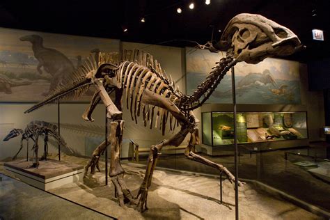Field Museum Dinosaurs Kris Long Flickr