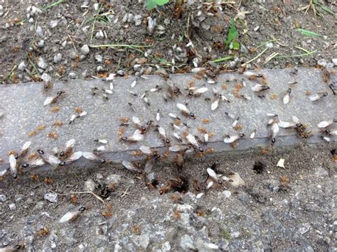 The Uk Flying Ant Invasion And What It Has To Do With