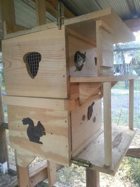How old is the squirrel baby? Custom squirrel Houses | Squirrel feeder diy, Squirrel ...