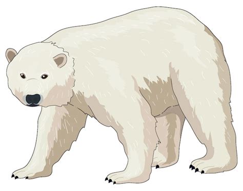 Polar Bear Clip Art Clip Art Library