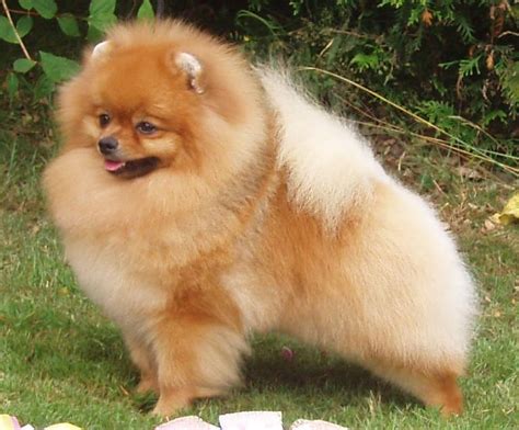 4) how much is a pomeranian dog? Pomeranian dog - Wikipedia