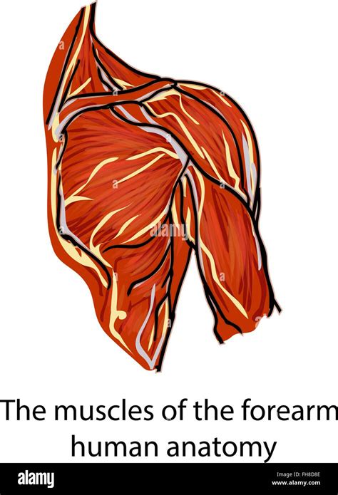Fibras Rojas Musculares Imágenes Vectoriales De Stock Alamy