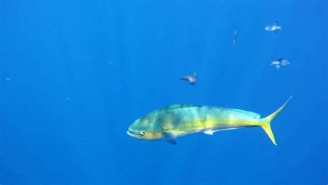 Underwater 1080 Hd Footage Of Saltwater Game Fish Mahi Mahi Aka