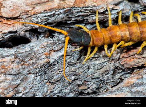 Giant Desert Centipede Scolopendra Heros Ruby Road Santa Cruz County