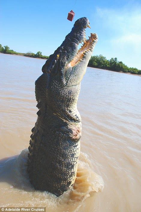 Brutus The Giant Croc Who Was Pictured Eating A Bull Shark Is A Star