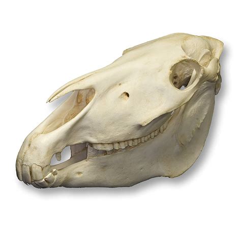 Horse Skull Roddlyterrifying
