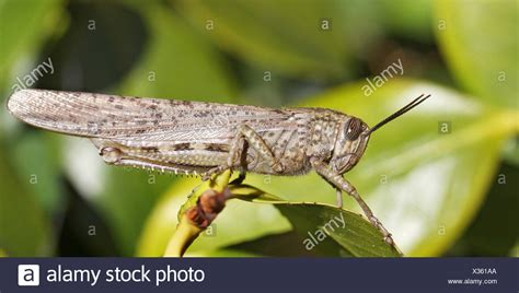 Flying Grasshopper Stock Photos And Flying Grasshopper Stock Images Alamy