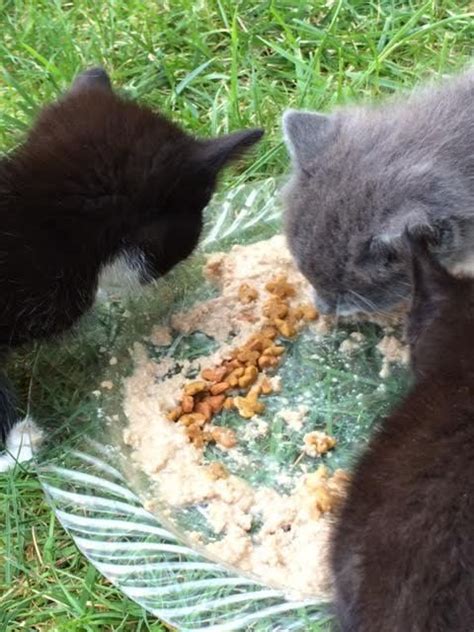 95% of all funds go to help the cats. FREYA'S FERAL CAT HEALTH RECIPE HELPS FEED COLONY CATS ...