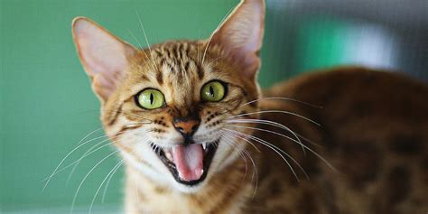 Wenn sie eine exotische katze als haustier in betracht ziehen, stellen sie sicher, dass sie ab und zu entkommt ein als haustier gehaltener serval aus einer wohnung und wird von den. Savannah- und Bengal-Katzen als Haustier halten? Bitte ...