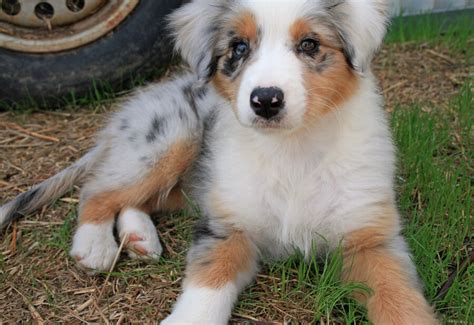 They are intelligent, gorgeous, have healthy teeth/gums. Top 10 Australian Shepherd Mix Breeds - Dogmal.com