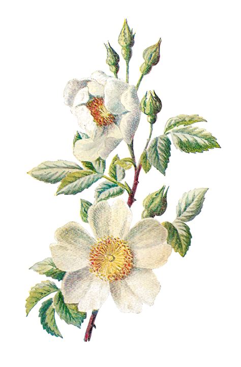 Antique Images: Stock Wildflower Botanical Digital Artwork Flower