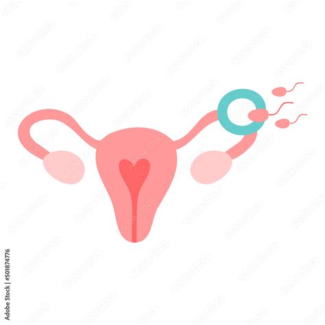 Fertilization Icon Uterus Sperm Insemination Fertilization In The Fallopian Tube Embryology
